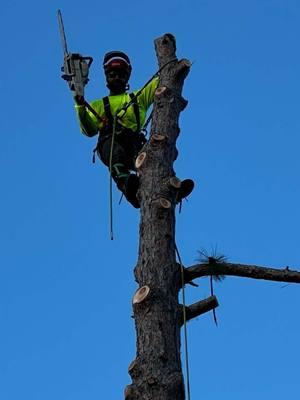 It’s all about confidence and big 🏈’s 😈#MuscleBear #WisconsinWilderness #treeservice #treebusiness #climbingtrees #treework #sthil #chainsaw 