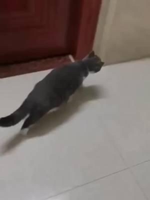 The end🤣🤣#funny #funnyvideos #animals #viral #pet #dogsoftiktok #catsoftiktok #wee #haha #foryou😂😂 