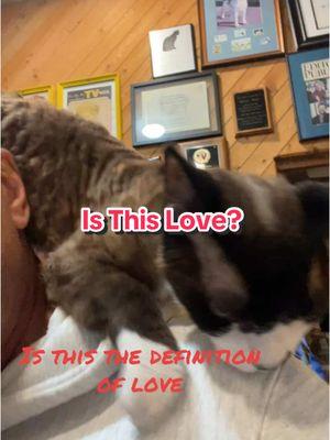 Groucho loves visiting my shoulder and always purrs when up there #groucho #devonrex #catsoftiktok #catlove #catridingshoulder #catbehavior #stevedale #stevedalepettips 