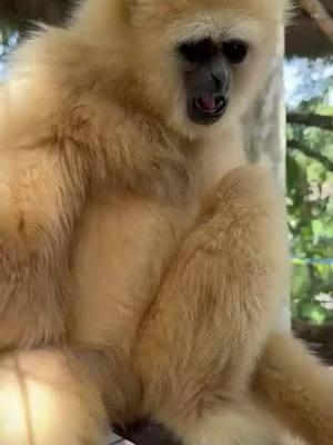 What’s your favorite fruit to eat? #gibbongames #wildlife #animals #cuteanimals #NatureTok #whitecheekedgibbon #foryourpage#fypシ゚viral#zwfmiami#305#jungleinmiami#miami#Beast #sundayfunday #primateplanet #FoodieAnimals #supportwildlife #goingVegan