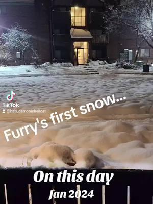 #onthisday #winlicksy #effectedmisfit #winter #softkitty 