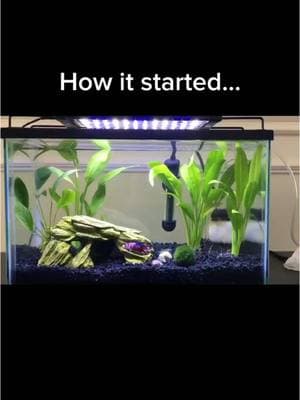 Tag me in your tank ✨glow ups✨  . . . #betta #bettatok #fish #fishtok #bettafish #aquarium #aquascape #fishhobby #fishkeeping #fyp #tiktok #plantedtank #bettatank #bettacommunity #fishtank #fypシ #GlowUp 