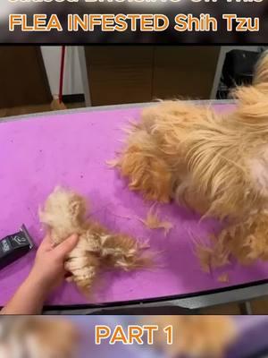 VERY Severe Matting Caused BRUISING On This FLEA INFESTED Shih Tzu - Part 1 #pet #animal #petlife #dog #doglover #petlover #doglife #shelterdog #puppytiktok #havanese #puppydog #grooming #puppy #puppylove