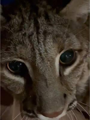 This is my bed! Our amazing vet @Celeste Hill shares a bed with this handsome boy, Big Boy. He doesn’t want to share… 😂😂 #bobcat #bobcatsoftiktok #bigcat #bigcatsoftiktok #texaswildlife #bigcountrywildliferescue #bigcountrywildlife 