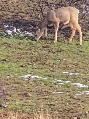 I just enjoy hiking in and watching them! I forgot to video most of it but a few clips from this week. #shedhunting #shedhuntersoftiktok #girlswhoshedhunt #shedhunting2025 #208 #idaho #muley #muledeer #buck 