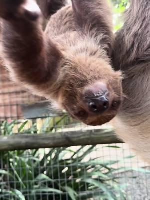 Two Toed Sloths can be quite demanding #zoo #wildlife #zoolife #florida #nature #nature #conservation #explore #travel #mylife #animals #explorepage #twotoedsloth #sloth #amazing #loveit #animallover #slothlife #slothsoftiktok #tiktokdaily #zookeeper #adorable #lovethese #checkthisout #funnyanimals 