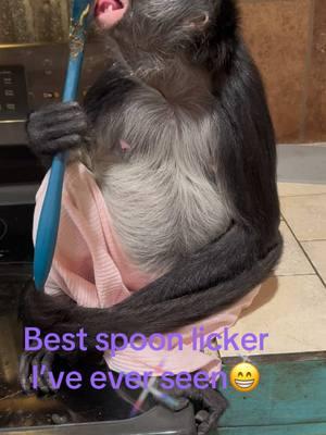 She waits so patiently by the stove hoping she will get the spoon to lick! #spoonlicker #sweetdiva #fyp #thatmonkeylady #charlotteandminicoop 