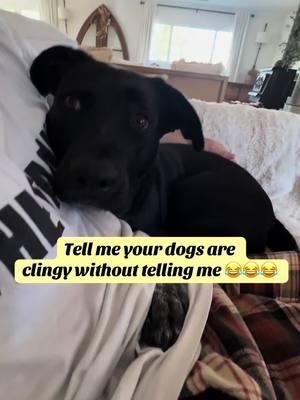 These dogs are maximum clingers 🤣🤣 #dogs #cutestdog #clingy #clinger #animals 