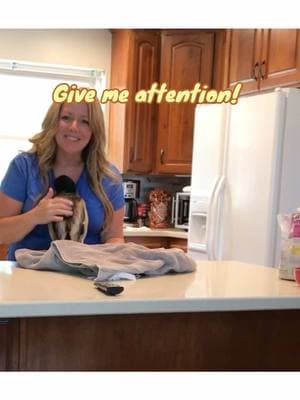 Buddy needs attention! #birdsoftiktok #bird #wildlife #duck #petduck #funnyvideo #mallard #adorable #cute #funnyanimals #funnytiktok #fypシ゚viral #utah #genxtiktokers 