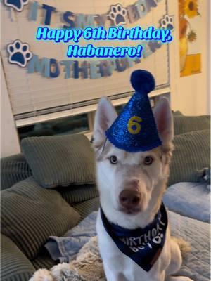 Happy birthday bubs! 🩵💙 We love you so so much!! Happy to see you make it to 6 🥹 #dogbirthday #dog #dogtok #dogsoftiktok #husky #siberianhusky #huskyrescue #cancerfighter #CancerBites #dogbirthdayparty #pupcakes #boccesbakery 