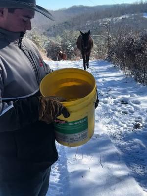 Horse checkup #LLManQuest #Cowboy #LongRiders #ForYou #american #america #kentucky #ridingacrosscountry #wintering #Horses #Mules #snow #cold 