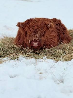 Sweet boy #millcreekfarmstn #cookevilletennessee #tennessee #foryoupage #fyp #highlandcattle #cowsoftiktok #highlandcow #snowday #bull #calf 