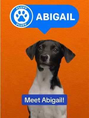 A real expert on all things Zoomies! 🐾  Cheer for Abigail in #PuppyBowl on Animal Planet Sunday, February 9 and VOTE now for your favorite pup in the Pupularity Playoffs ➡️ PuppyBowl.com Brought to you by @Walmart 