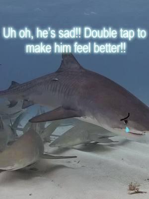 make him happy !! ~🦈 #silly #shark #oceancore #game #interactivepost #sillysharks #fyp #horror #scary 