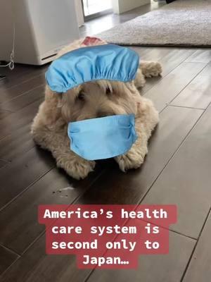 America’s Health Care System… 🐶 #wheatenterrier #dogsoftiktok #comedy #freecomedy #thesimpsons 