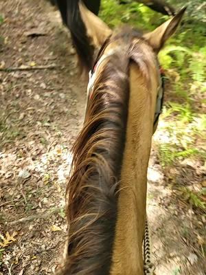 #fyp #trailriding #horses  #makingmememories #horsegirl #quarterhorse #horselover #countryliving #countrygirl #farmlife #lifeisbetteronthefarm #farmliving #countrylife #myhappyplace  #justagirlwholoveshorses #horse #tnhorsegirl no time spent in the saddle is wasted #goodformysoul 