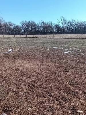 good morning. #chickens #oklahoma #feed #cold #ducks #turkey #goats #goose #okie #happy #myplace #snow #homestead #fyp 