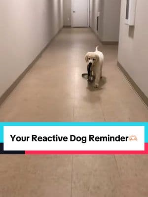 In case you needed this reminder🫶🏻 #reactivedog #reactivedogawareness #goldensoftiktok #reactivedogsoftiktok #reactivedogsaregooddogs 