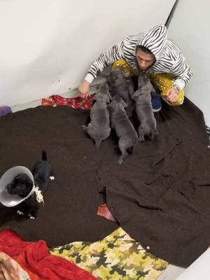 Playtime after breakfast ❤️ 6 weeks old today wow #upstatecanecorso #canecorso #animalsoftiktok #stilborn #snow #Homestsead #guardiansofthegalaxy #Animallover 