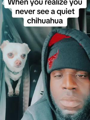 let me know in the comment 🤔#babyonix #mydawgs #furrybaby #chihuahua #smallbread #smalldog 