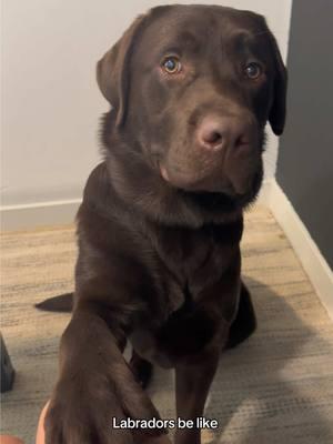 All day every day baby 😌 #PetsOfTikTok #labpuppy #labradorretriever #fyp #viral #chocolatelab #1min #longervideos #puppylove #creatorsearchinsights #needydog #clingydog #spoileddog #velcrodog 