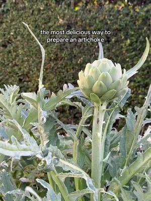 I will miss this app if it goes away ❤️ you know where to find me -IG, YouTube, Substack! #garden #cooking #artichoke #gardentok 