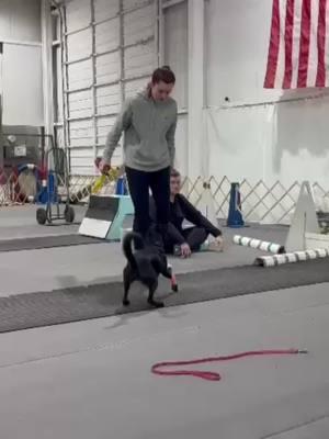 Suspect 1/12/25 #flyball #flyballdog #flyballtraining #flyballdogs #borderwhippet #suspect 