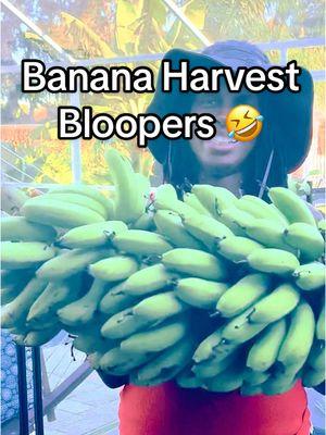 Giggles 🤣 Just couldn't stop laughing  #bananas #gardening #blackgardenerstiktok #gardentiktok #familygarden #harvest 