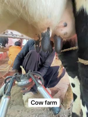 Cow farm #cowfarm #cow #farm #cowsontiktok 