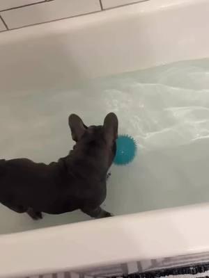 Arwen played in the water while mom got ready for work this morning. She is water obsessed which is great until she learns how to jump in the shower when it's on☺️ Credit: on IG arwenthefrenchie . . . . . . . . . . #frenchbulldog #frenchiebabyy🥰 #frenchiepuppy❤️ #frenchiebulldoglovers❤ #frenchies #frenchiebulldoglovers #frenchbulldogs #frenchiepuppylove #frenchieoftheday #frenchiebulldoglove #frenchiepuppylove❤️ #frenchiesoftiktok #dogsoftiktok #animalsoftiktok #frenchiesoftiktoks 