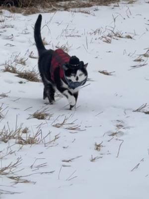 Meowdy purrtners. It was pretty nice out and then Spicer and his film crew got blasted with wind so we had to wait in the woods until it let up. Spicer did not approve. Wind should not interfere with inspections! 🧐  If you like Spicer’s content please consider subscribing to his Patreon linked in his bio. 😊  #cat #cattok #catlovers #tuxedocat #kittycat #catvideos #catwalks #cats #cutecat #funnycat #catwalk #catlover 