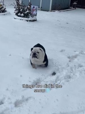 just a panda enjoying the snow❄️ Credit: @Odie🐾  . . . . . . . . . #englishbulldogpuppiesoftiktok #englishbulldoglife #englishbulldoglovers #bulldogsoftiktok #englishbulldogsoftiktok❤️👑 #englishbulldogsoftiktok❤️ #bulldog #englishbulldogsoftiktok #bulldogoftiktokbulldog #englishbulldog #englishoftiktok #englishbulldogpuppy 