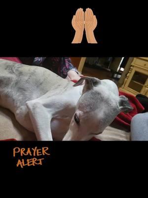 @heidimontag @Spencer Pratt #prayers #sendinglove #whippetlove #dogmom #lovetocalifornia #peace #hope #support #whippetsoftiktok 