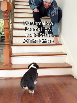 Corgis + stairs are the funniest ish I’ve ever seen in my life 😆 volume makes it even better. 1. This is not our home it’s our office building 2. It is a 125+ year old home zoned commercial that sits on a historic square, most of the features are original! 3. It costs a small fortune to heat, which is why my husband was not happy to find the upstairs thermostat set to 72 😆 4. We own a pool company and our construction offices are upstairs while service is downstairs, so they left it set high. 5. Yes, Marshmallow comes to work with us every day and is the beloved office dog! #morningswithmomo #pembrokewelshcorgi #corgisoftiktok #welshcorgi #welshcorgipembroke #corgipuppy #marshmallow 