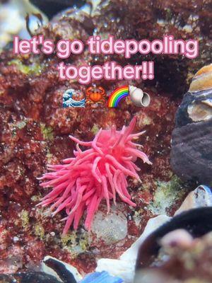 tides are LOW this weekend!! check out ur local noaa or tideschart to see when the best time to go is! 🦀🪸🐌🌈 #conservation #california #pacificocean #tidepool #nudibranch #naturalist #centralcalifornia #kingtides #wildlife #lowtide 