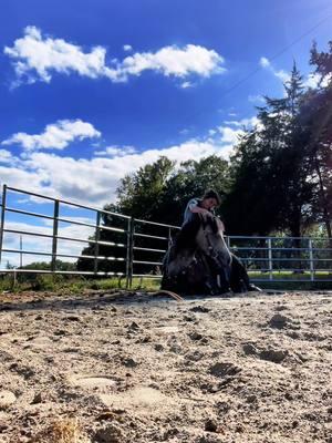 Tb to this sweet grey filly i used to own 🥹🫶🏼 @laney beaver 🐴 #laydown #greyfilly #roundpen #traininghorses #horsesale #fyp 