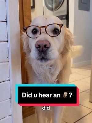 Did u hear an 🦉? WHO???🤣 #fyp #foryou #trend #dogsofttiktok #dogs #charleyandthebigguy 