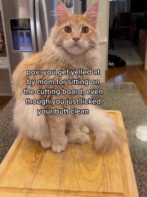 we’re going down with the ship! Here’s an oldie but a favorite #cattok #catsoftiktok #mainecoon #mainecooncat #polydactylcat 