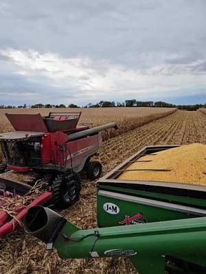 Harvest through back #Farming #corn#masseyferguson #Ag #FFA #graincart 