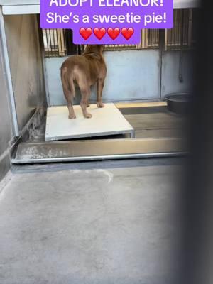 ADOPT ELEANOR!  ID #A813315 (available 1/3/25) **CAME IN W/ MARCUS #A813314** **MEDICAL WAIVER REQUIRED (laceration repaired and healing)** Located: Devore Shelter Description: I am a brown, unaltered female, who looks like a Pit Bull Terrier mix. Age: I am estimated to be 2 years old. More Info: I am in kennel D 09. I have been at the shelter since Dec 27, 2024. I was found near 3Rd Ave X Gray St in Muscoy. Shelter information Location: San Bernardino County - Devore Shelter Phone Number: (909) 386-9820 Address: 19777 Shelter Way Devore, CA 92407 Rescue coordinator email:  SBAC.rescue@dph.sbcounty.gov #rescuingsaveslives #fosteringsaveslives  #devoreshelter #devoreanimalshelter #devoreshelterdogs #spayandneuter  #microchipyourpets #fyp #foryourpage #foryoupage #help #rescue #la #sandiego #sanbernardino #cali #california 