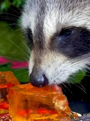 Raccoon is eating Jello #asmr #theraccoonvillage #raccoonlife #raccoonsoftiktok #babyraccoon #eating #jello #jelly #raccoon @The Raccoon Village @The Raccoon Village 