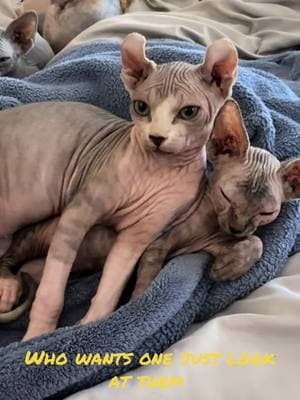 Which one do you want #sphynxcats20 #Lemon8 #fyp #kittenlove #california #kittens #sphynxaddiction 