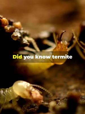 The queen of the colony 👑 Termite queens are the ultimate rulers of the insect world. Did you know this? #InsectFacts #Termites #QueenTermite #NatureSecrets #ScienceExplained