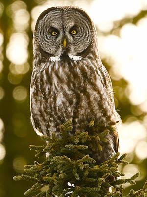 Giving away an 11X14 print at 125K 🦉 🎥 • Filming an Alaskan Great Gray Owl hunting voles on the Kenai Peninsula during winter.  • Once I hit 125K I’ll be giving away an 11X14 print, a 16X24 print at 150K, 16x24 metal print at 175K, and a 26X36 metal print at 200K. • I’ve been trying to become a full-time wildlife filmmaker and photographer for the last six years. Your support by following me will open up new doors and opportunities as I’m working to create a wildlife pilot series. • How to enter: Follow my account and like this post. • Winners will be chosen randomly from my followers. I’ve seen it done live, so my hope is to have it live for all my followers. • #canon #canonr1 #wildlifeprints #printgiveaway #wildlifephotography #alaskawildlife #alaskaphotography #alaska #alaskawinter #alaskathelastfrontier #travelalaska #greatgrayowls #owls #greatgrayowl #greatgreyowl #owlphotography  