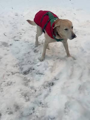 Snowy day! #Spreadsteviejoy  #steviethewonderdog #chawareness #cerebellarhypoplasia #cerebellarhypoplasiadogs #disableddogs  #labs #cutedog #funnydog   #rescuedogs #yellowlab #labradorretriever 