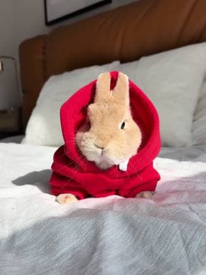 Good morning Bunnies 💋#bunnydayoff #bunny#brand #fashionista #rabbitsofinstagram #netherlanddwarfbunny #california #vogue #pets #animals #animalovers #viralvideo #losangeles #rabbits #StreetFashion #petinfluencer #cosmetics #cute #bunniesofinstagram #viral #OOTD #dogoftheday #petvlog #Vlog #lifestyleblogger 