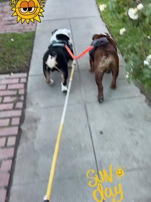 Good morning my beautiful family and friends, may you all have a beautiful blessed Sunday ✝️🙏🏼♥️🐶🐾 #canelo #chente #morningwalk #sunday #amen #blessedlife #englishbulldogsoftiktok #englishbulldoglover #englishbulldogmom #losperronesmexicanos #mamasboys 