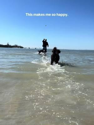 The puppy beach is the best thing ever 🏖️🐶☀️ #portuguesewaterdogs #happy #2025 #beach #creatorsearchinsights #fyp #florida #dogbeach #puppybeach 