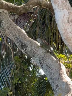 Iguana in a Tree!🦎🌳#iguana #iguanas #iguanasofinstagram #lizard #reptile #fyp