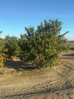 #california #fresno #cali #naranja #mandarina #cali 